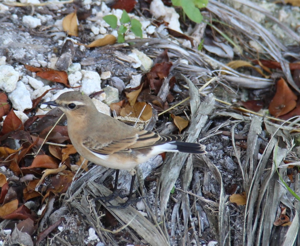 Northern Wheatear - ML20687991