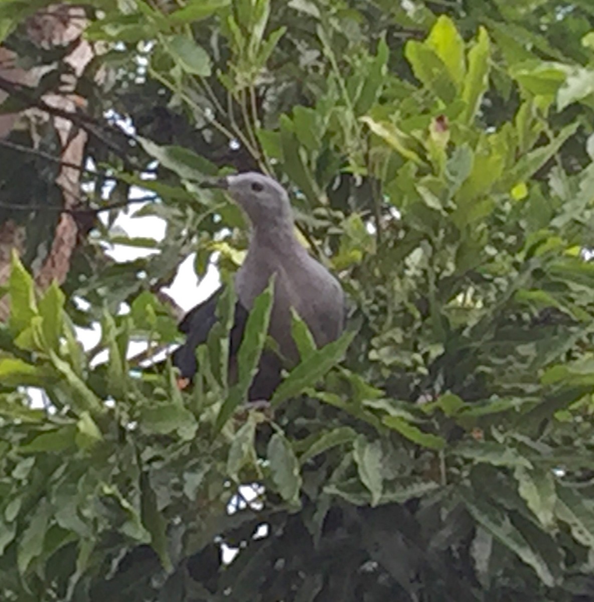 Pacific Imperial-Pigeon - ML20688011