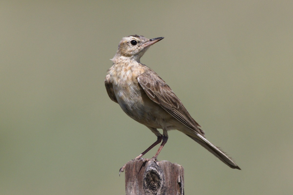 Buffy Pipit - Richard Gray