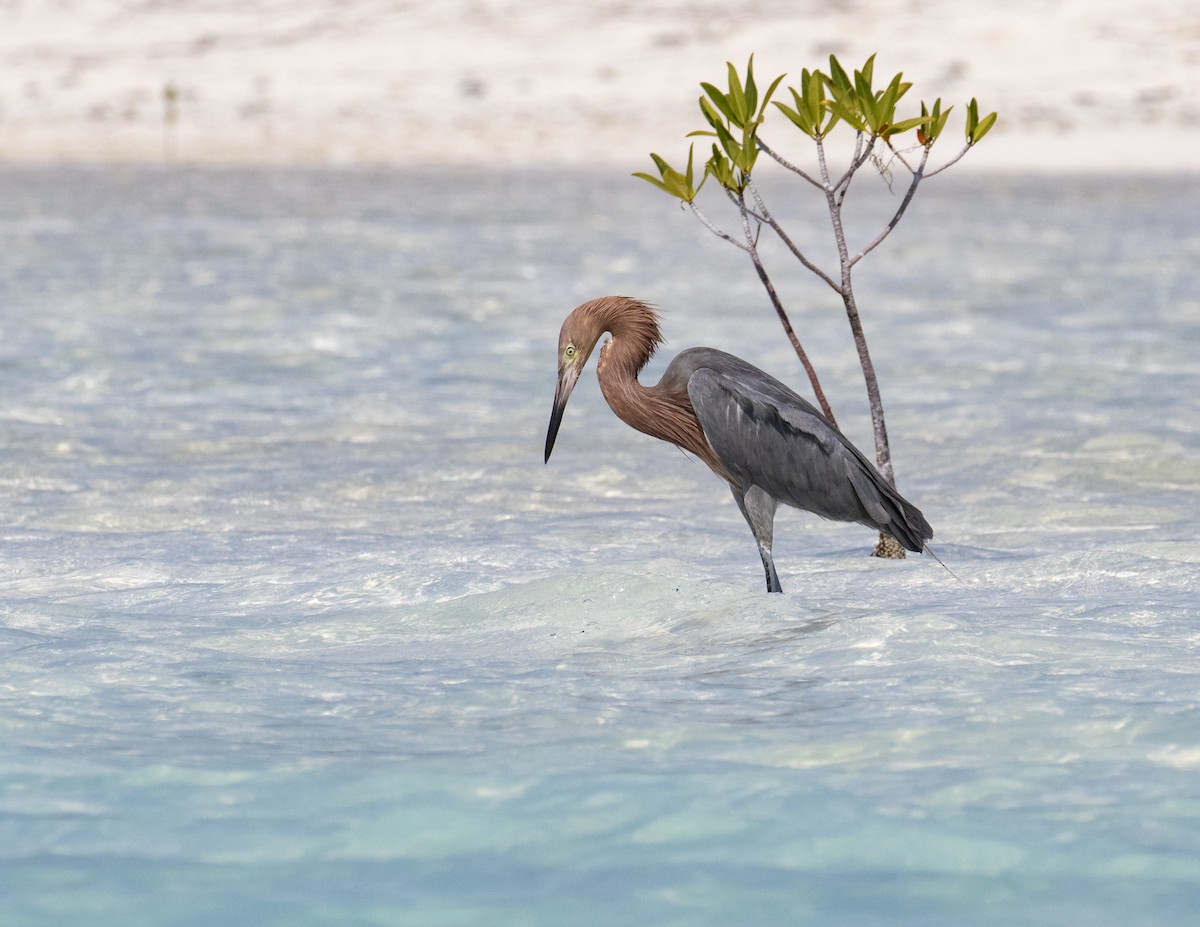 Reddish Egret - ML206881761