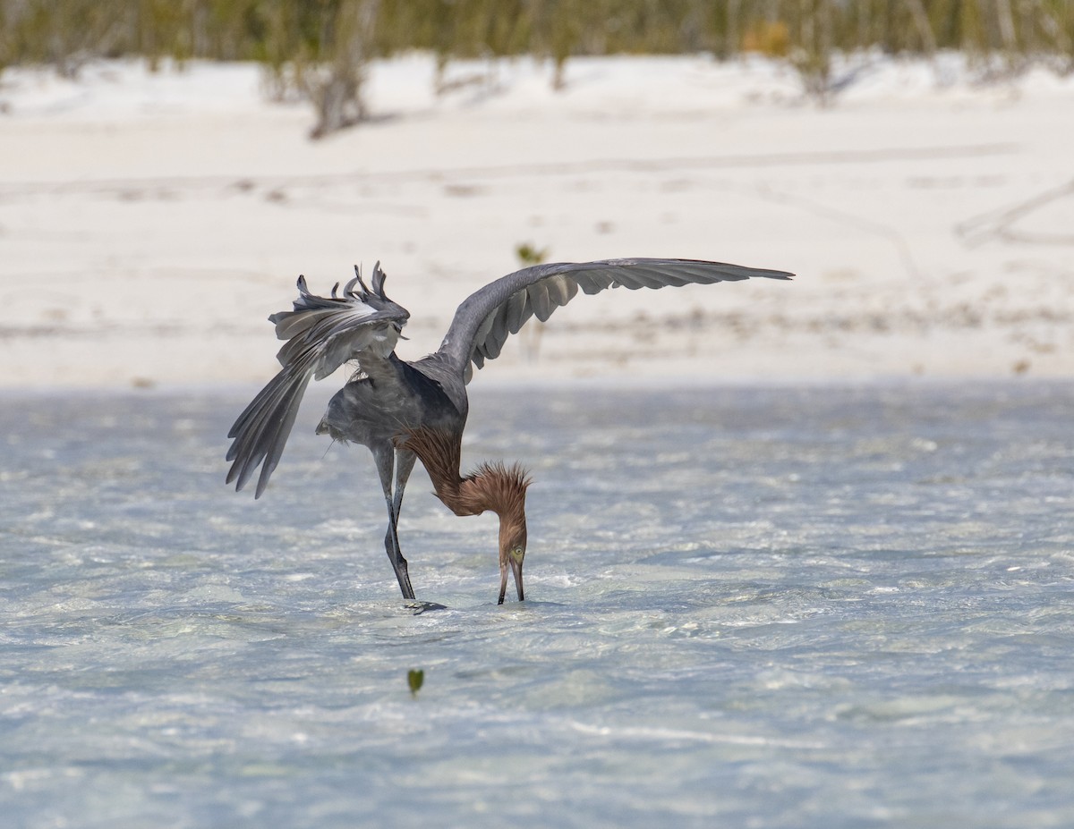 Reddish Egret - Kamella Boullé