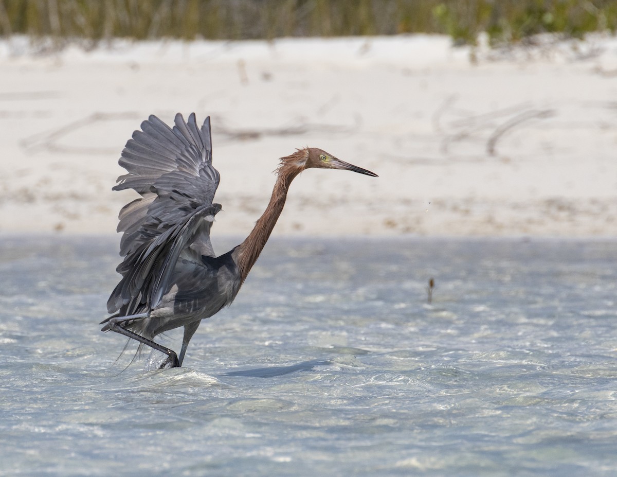 Reddish Egret - ML206881871