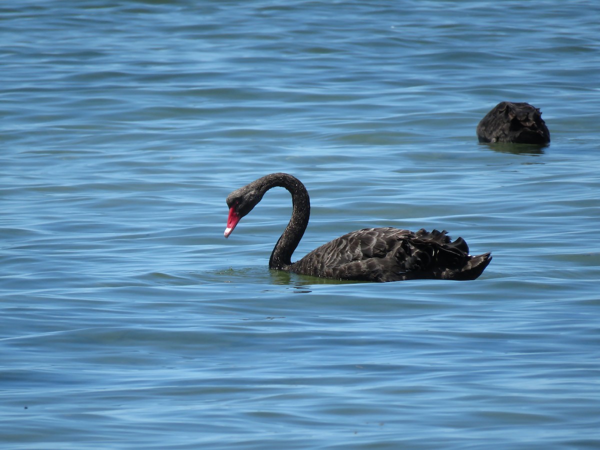 Black Swan - ML206883281