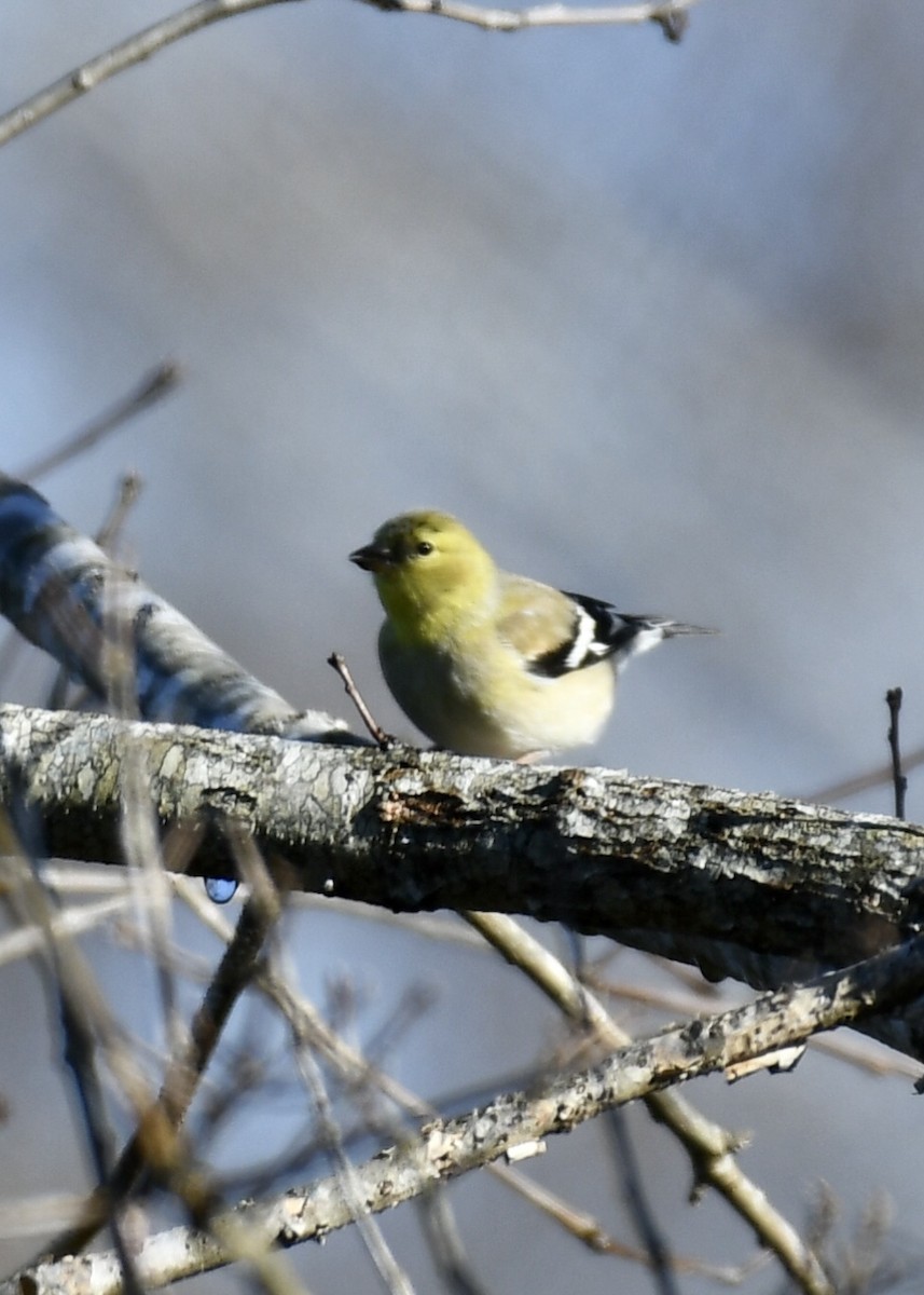 American Goldfinch - ML206884051