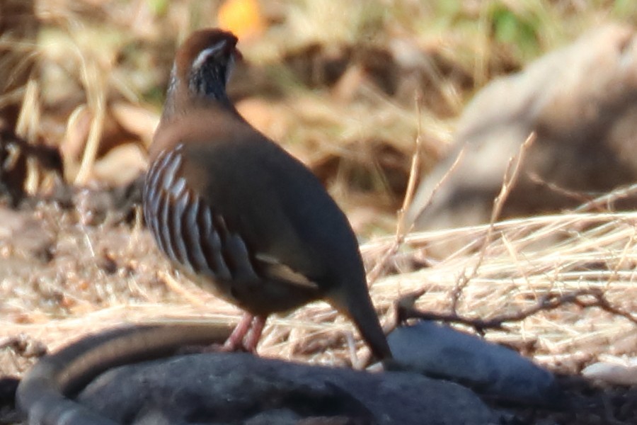 Red-legged Partridge - ML206885021