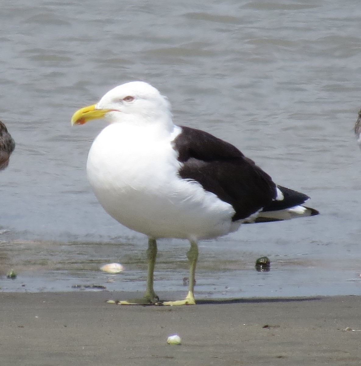 Kelp Gull - ML206885051