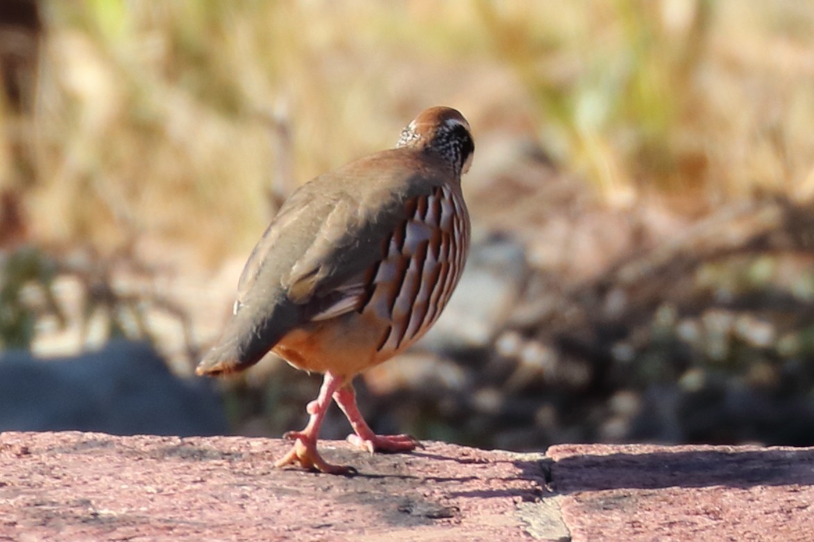 Red-legged Partridge - ML206885101