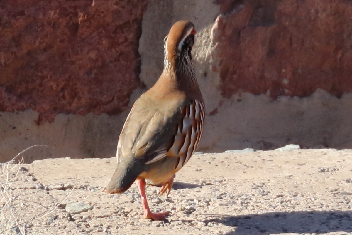 Red-legged Partridge - ML206885261