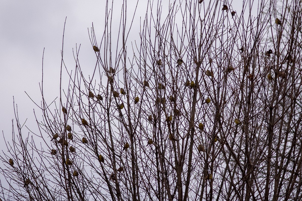 Yellowhammer - Sergo Travelian