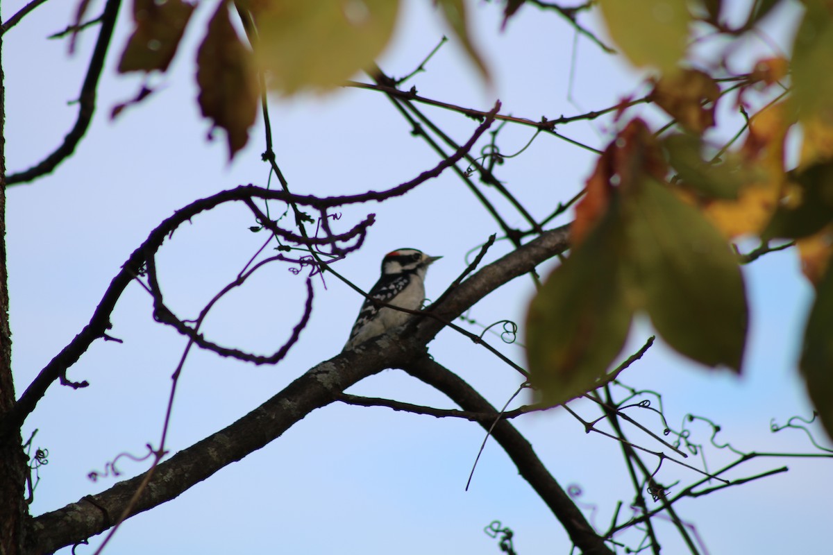 Downy Woodpecker - ML206889991