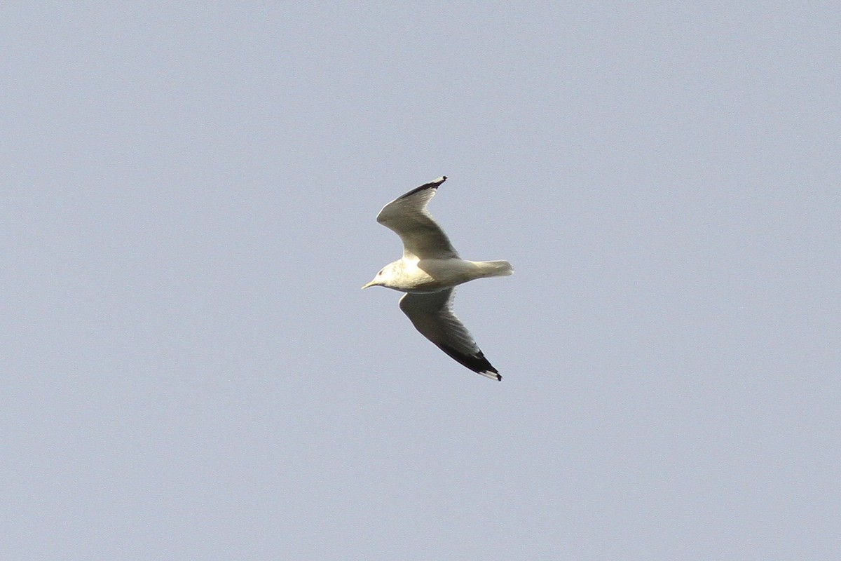 Common Gull (European) - Steve Kelling