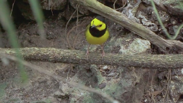 Hooded Warbler - ML206893171