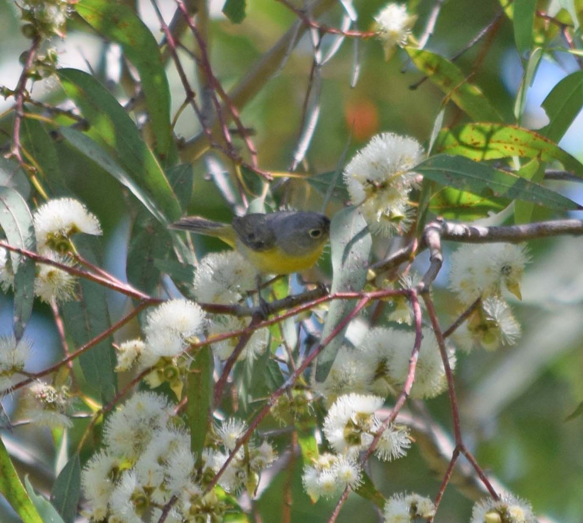 Nashville Warbler - ML20689461