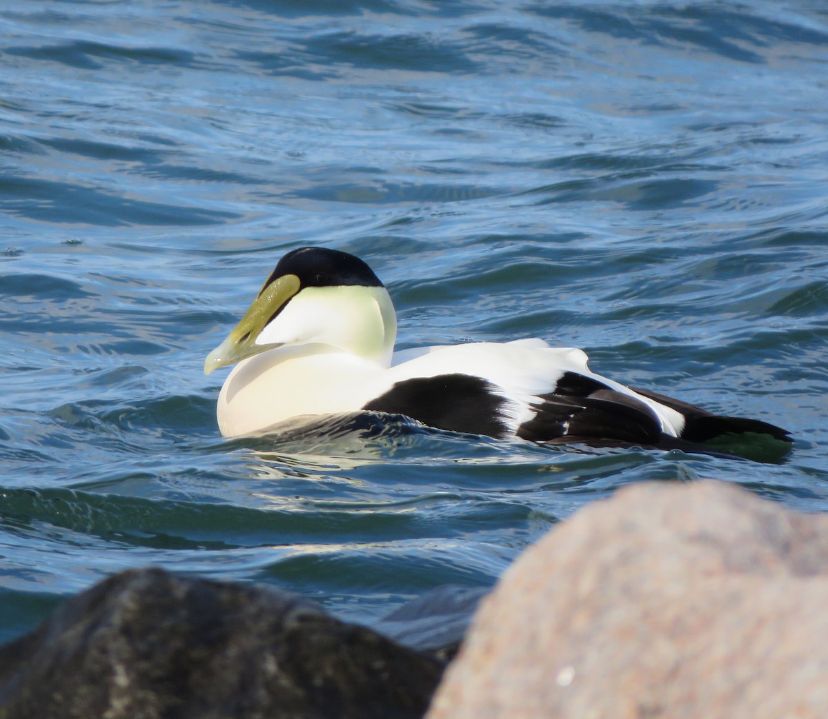 Common Eider - Patrice Domeischel