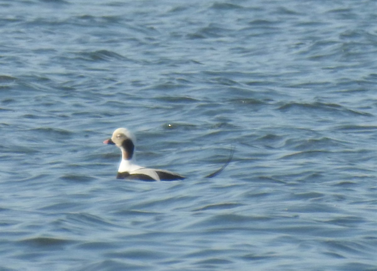 Long-tailed Duck - Vincent Glasser