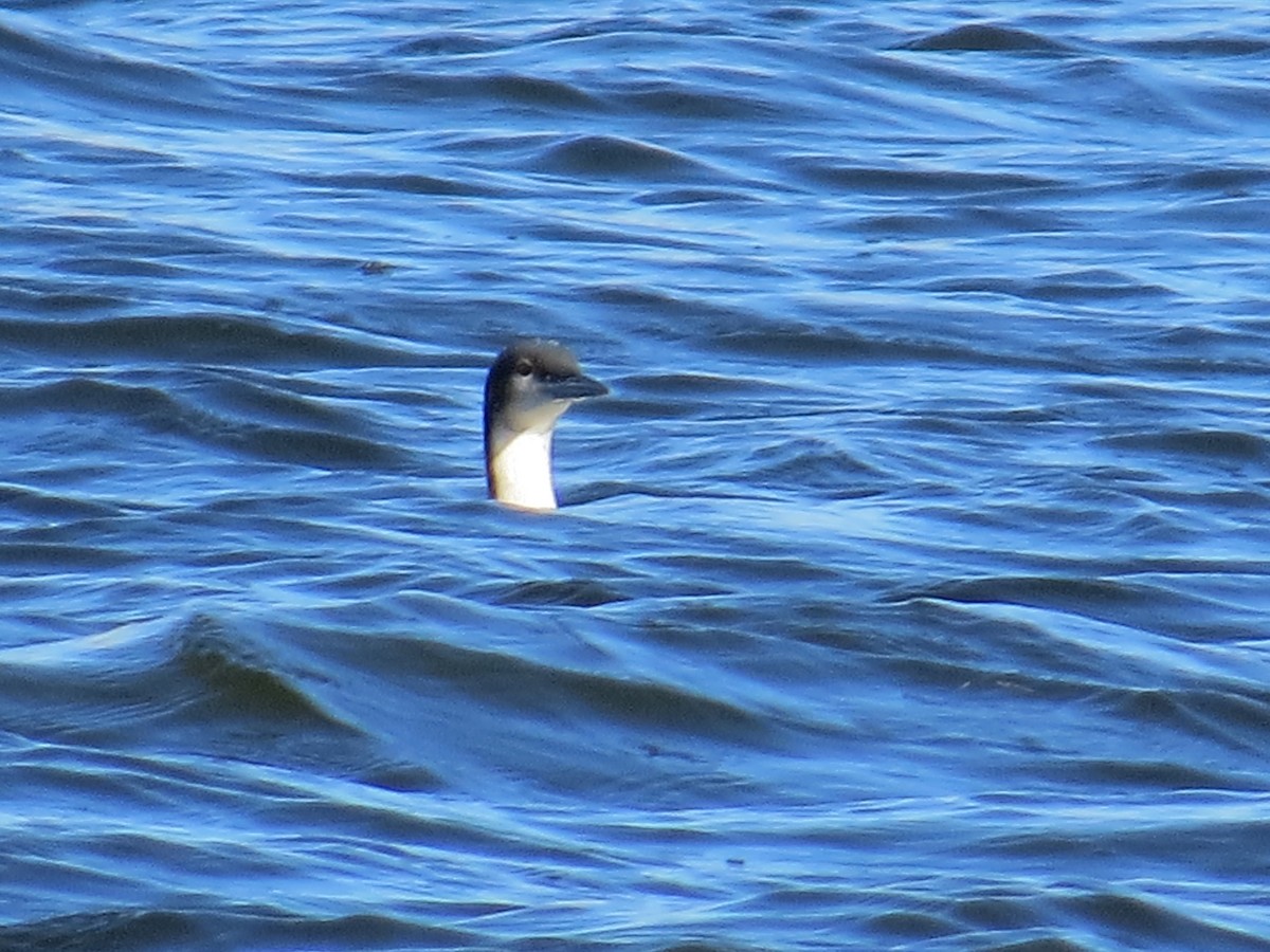 Pacific Loon - ML20689691