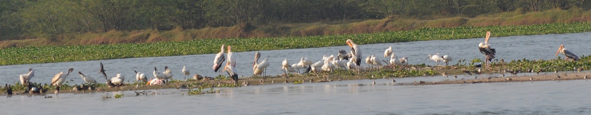 Painted Stork - ML206896961