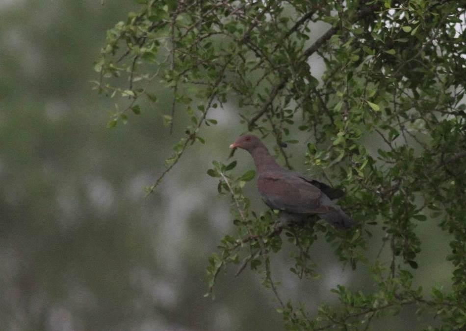 Pigeon à bec rouge - ML20689821