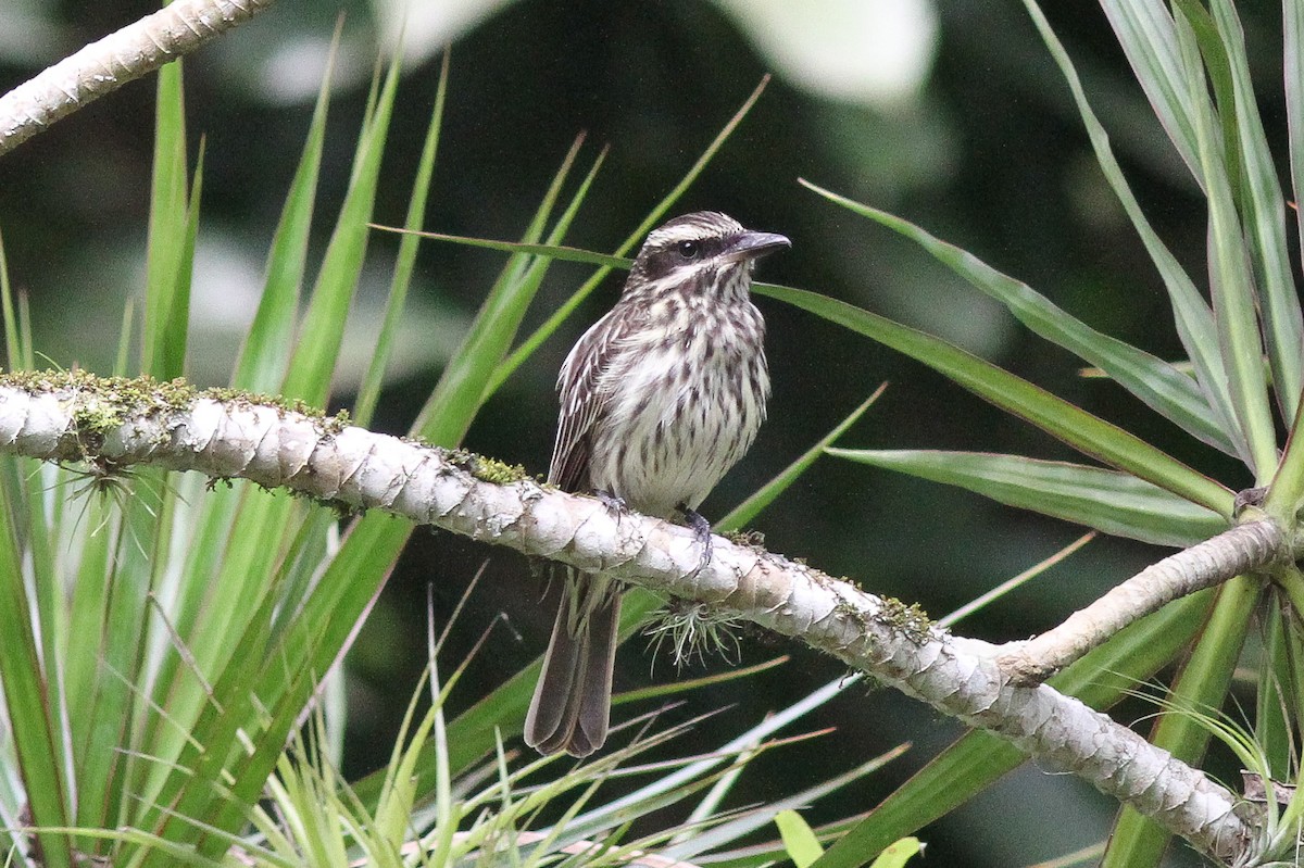 Streaked Flycatcher - Steve Kelling