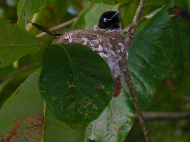 Seychelles Paradise-Flycatcher - ML20689951