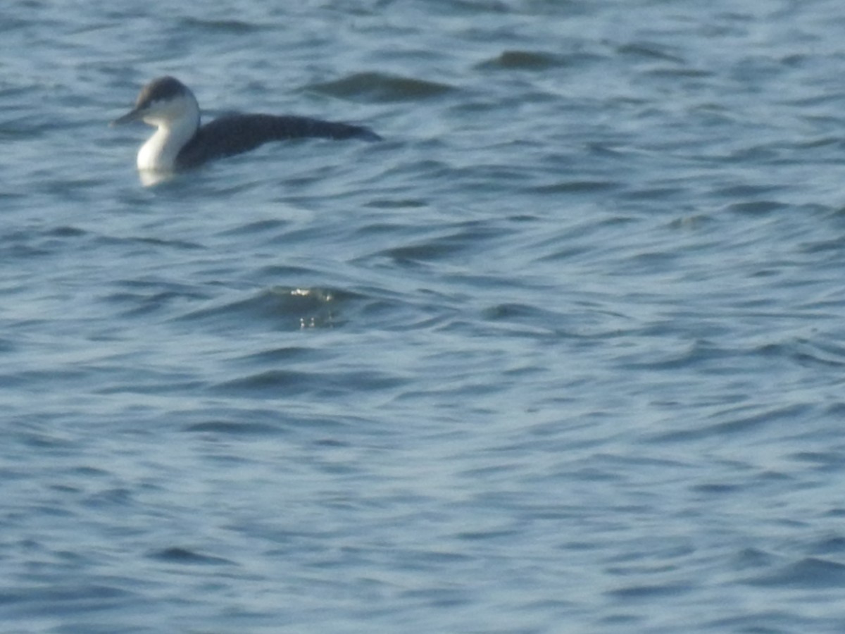 Red-throated Loon - ML206901231