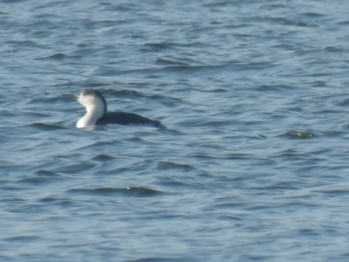 Red-throated Loon - ML206901241
