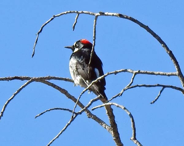 Acorn Woodpecker - ML206901331