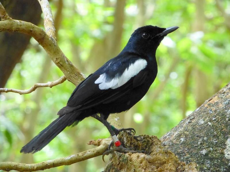 Seychelles Magpie-Robin - ML20690141