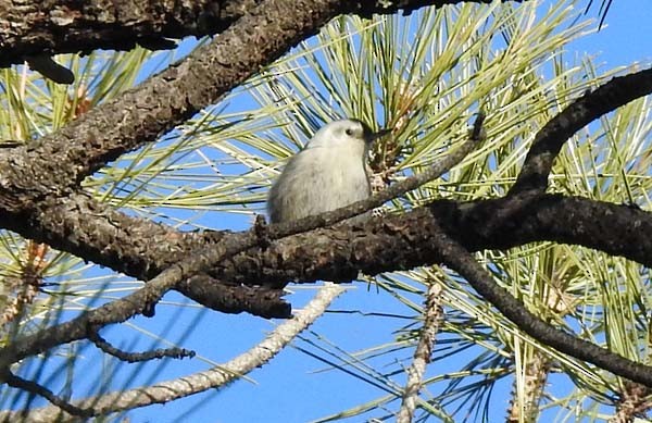 White-breasted Nuthatch - ML206902431