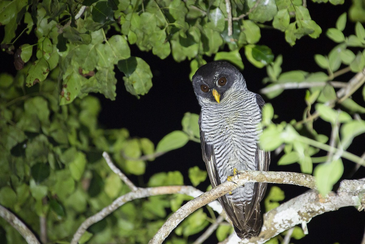 Black-and-white Owl - ML206902531