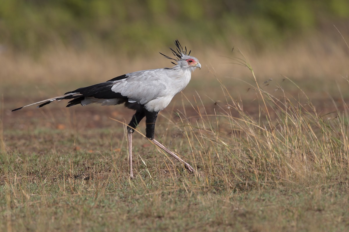 Secretarybird - Marco Valentini