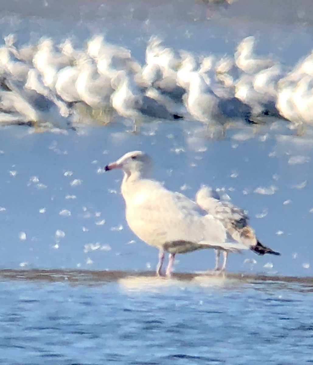 Glaucous Gull - ML206906221