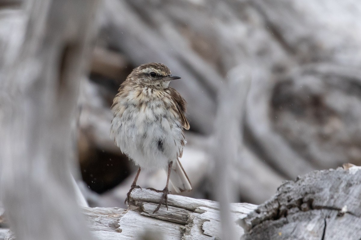 New Zealand Pipit - Louis Bevier