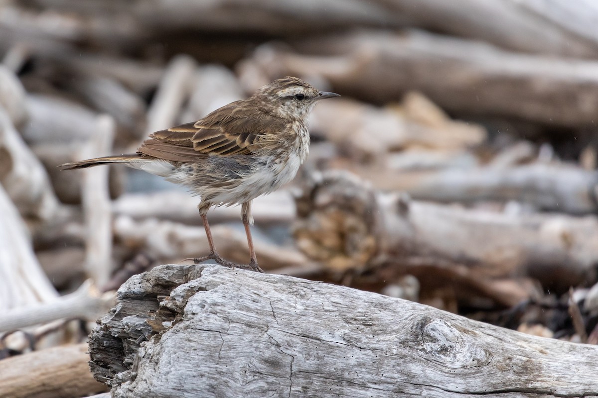 New Zealand Pipit - Louis Bevier