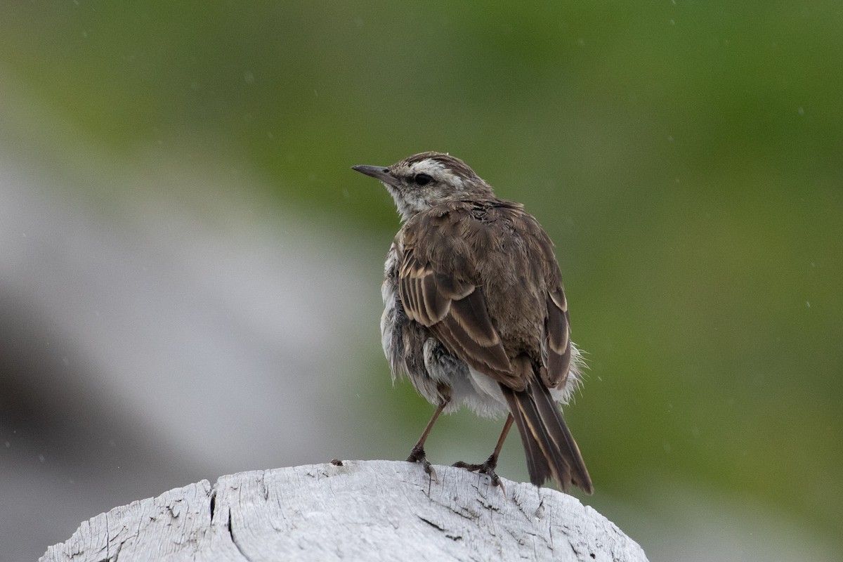 New Zealand Pipit - Louis Bevier