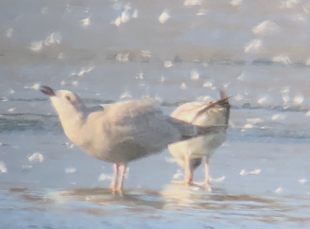 Iceland Gull (Thayer's) - ML206907351