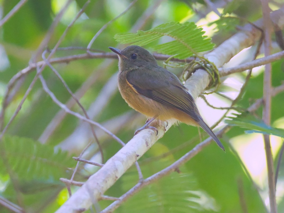 McConnell's Flycatcher - Eric Carpenter