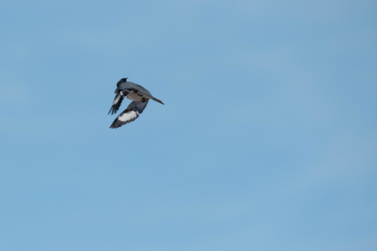 Belted Kingfisher - ML206909741