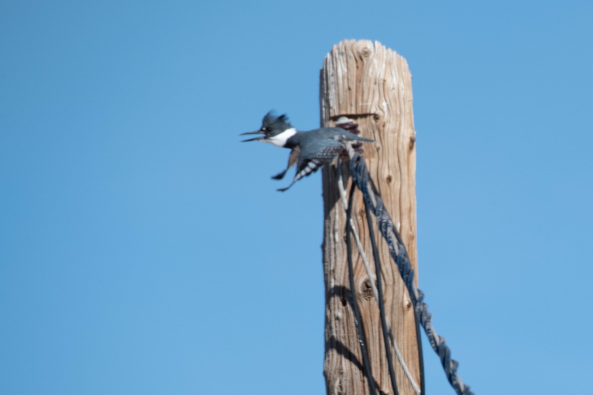 Belted Kingfisher - ML206909771