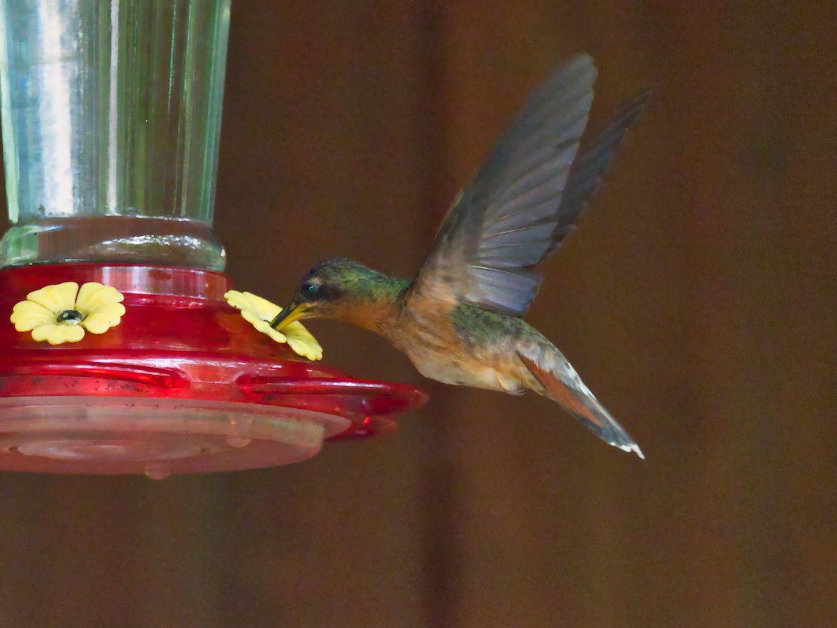 kolibřík ryšavoocasý - ML206910131