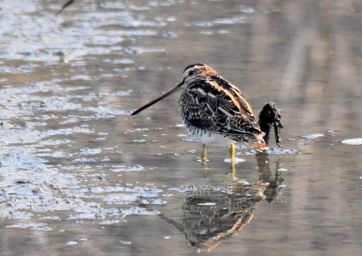 Common Snipe - ML206911851