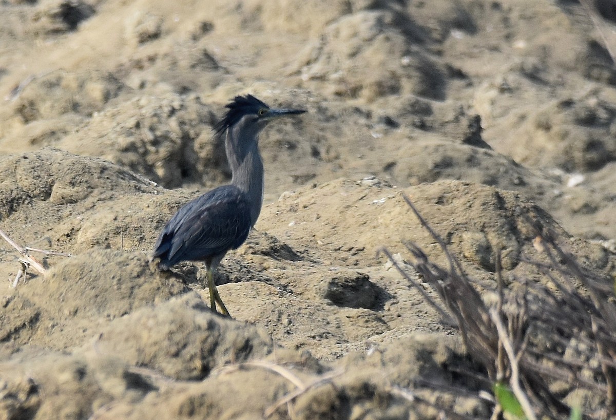 Striated Heron - ML206913011