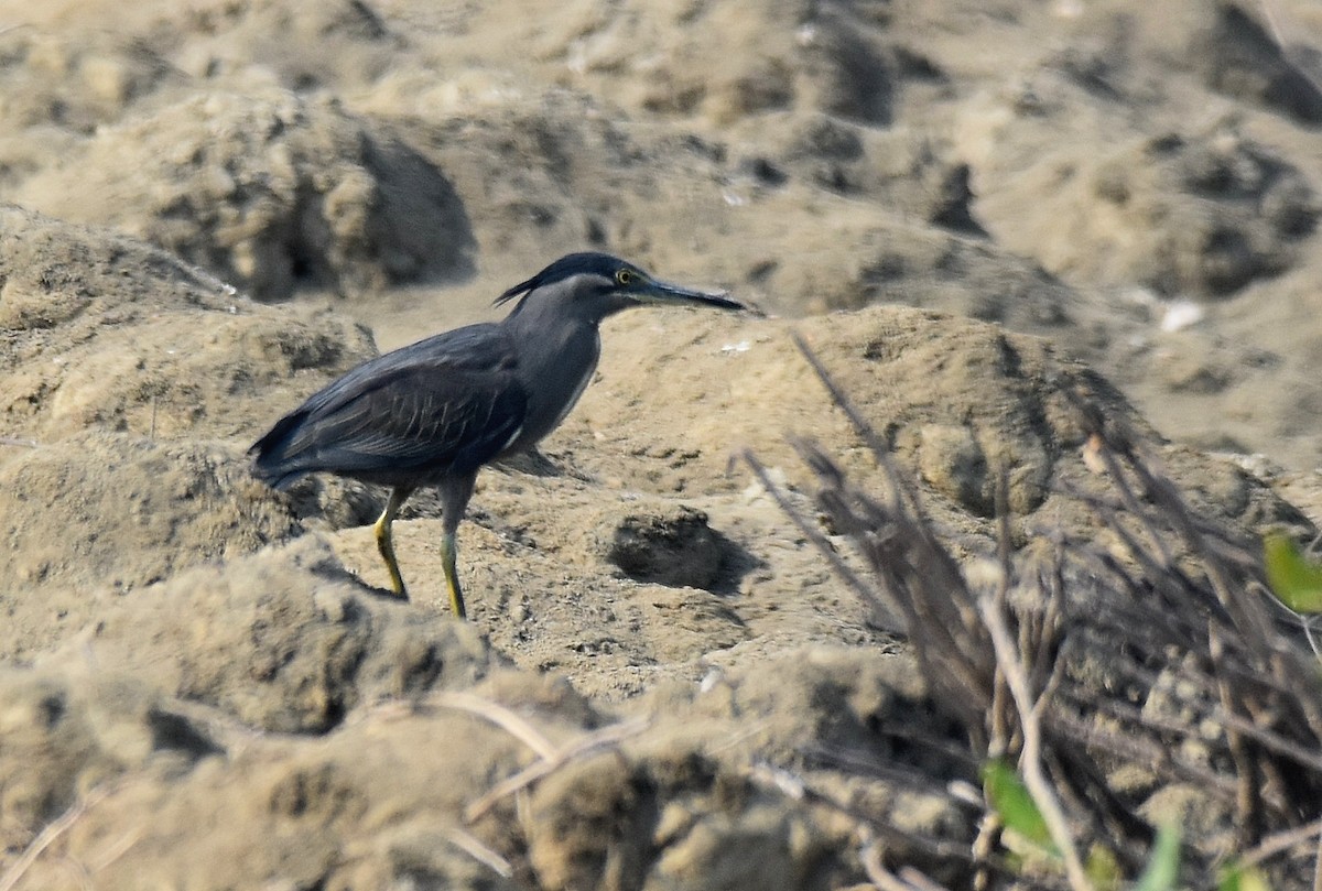 Striated Heron - ML206913041