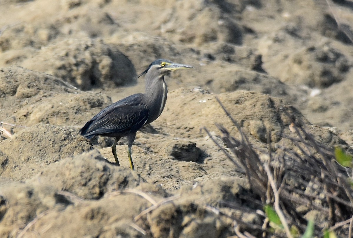 Striated Heron - ML206913081