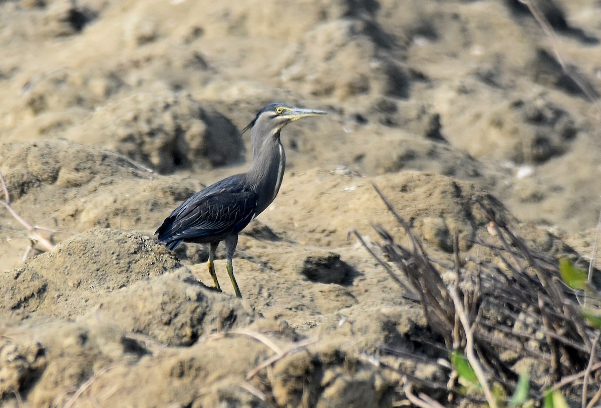 Striated Heron - ML206913101