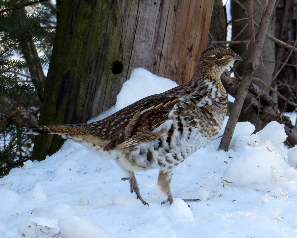 Ruffed Grouse - Pam Campbell