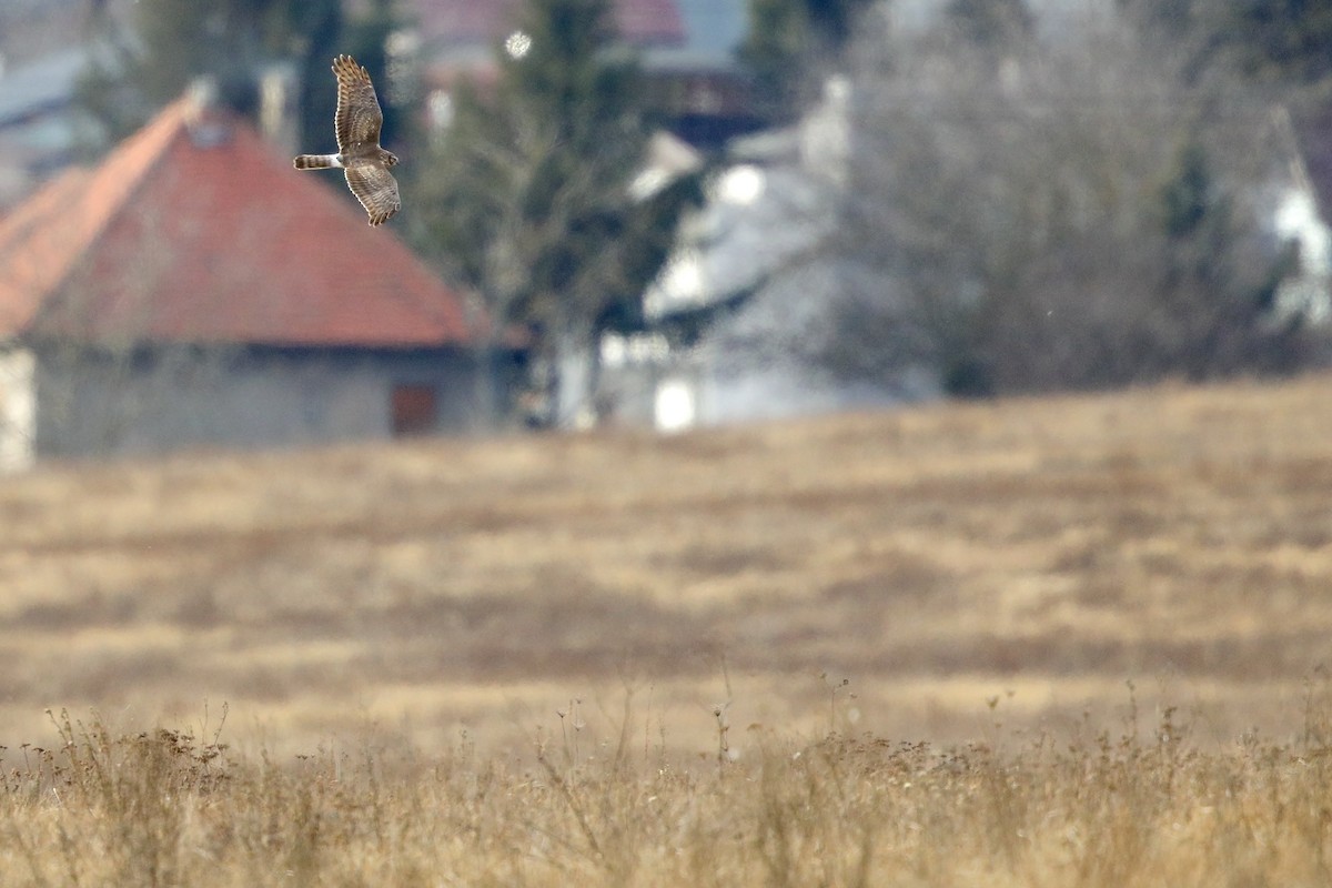 Hen Harrier - ML206914901