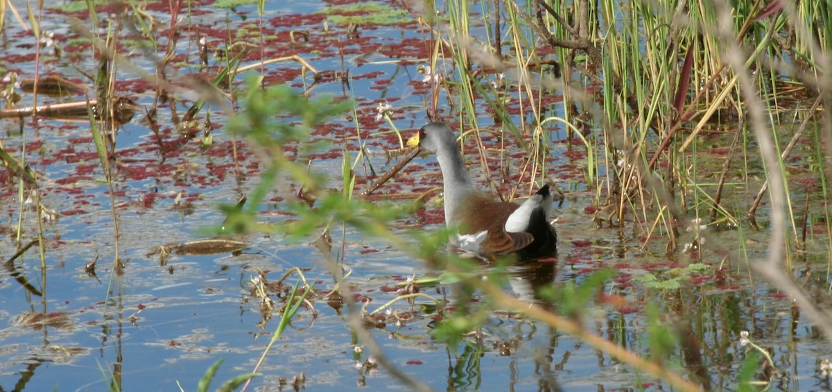 Gallinule africaine - ML206915021