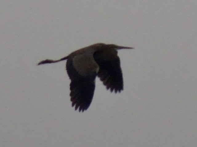 volavka červená - ML206915201