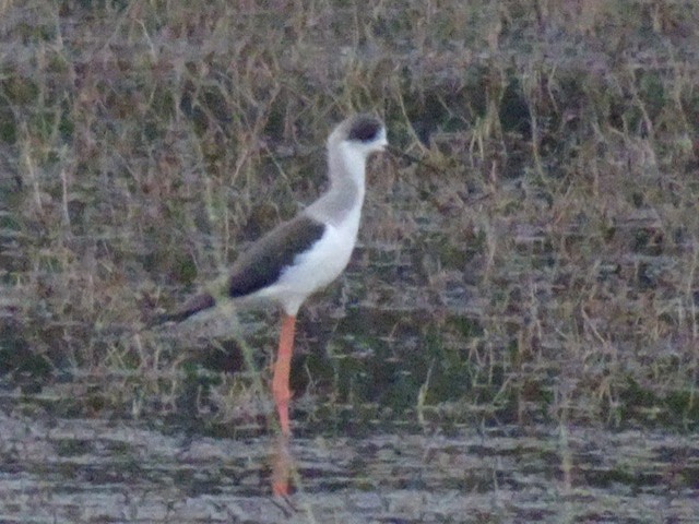 pisila čáponohá - ML206917061